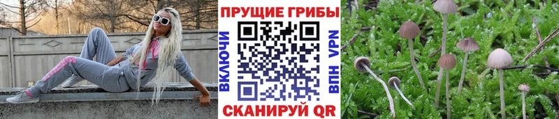 mega онион  darknet телеграм  Галлюциногенные грибы Psilocybe  Туймазы 